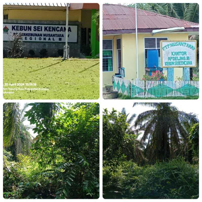 Management Kebun Sei Kencana Bungkam Ketika Dikonfirmasi Tentang Areal yang Semak Belukar.