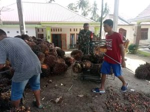Monitoring Babinsa Terhadap Dinamika Harga TBS Sawit di Tempat Pengepul