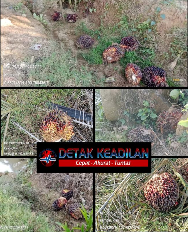 Kebun Terantam Afd Delapan Diduga Sengaja Buang Puluhan Buah Kelapa Sawit Mentah Kedalam Parit 