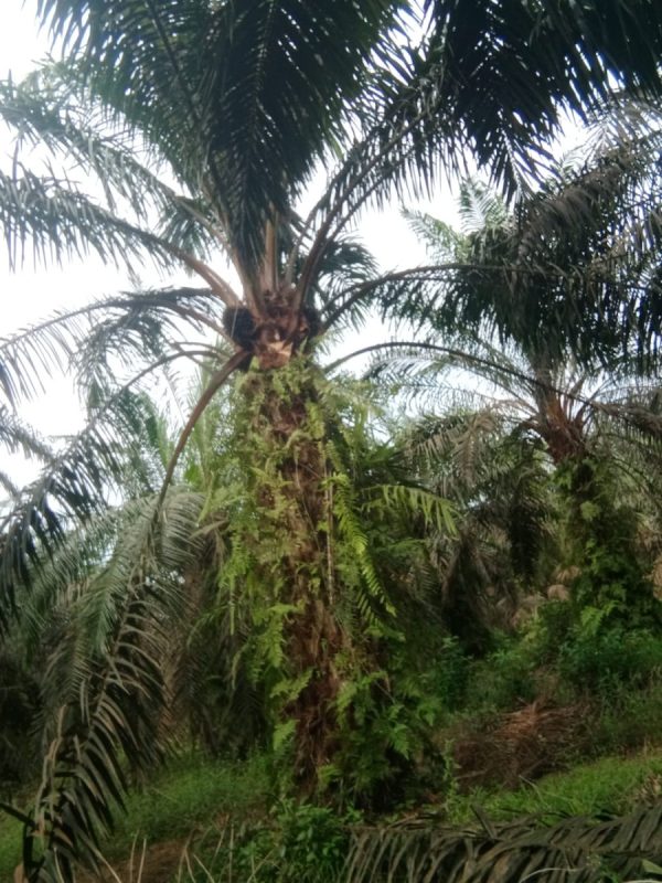 Masyarakat Desa Aursakti, Desa Sungai Pinang, Dan Desa Pulau Permai, Geram Dengan Maraknya Ninja Sawit