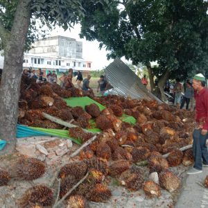Mobil Truk Muatan Buah Sawit Tabrak Pohon, Robohkan Kios Sopir Meninggal Korban Terjepit Berhasil Diselamatkan
