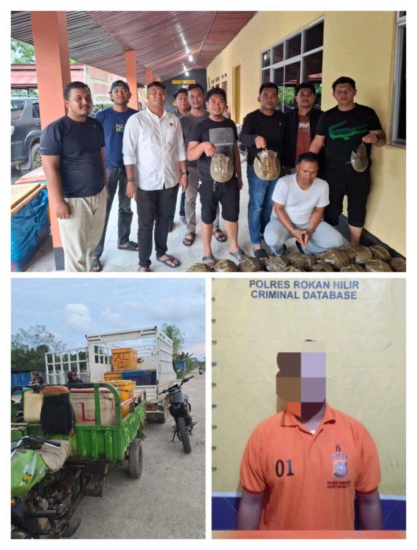 Polres Rohil Gagalkan Perdagangan 10 Kotak Fiber Belangkas Kepenghuluan Panipahan Darat