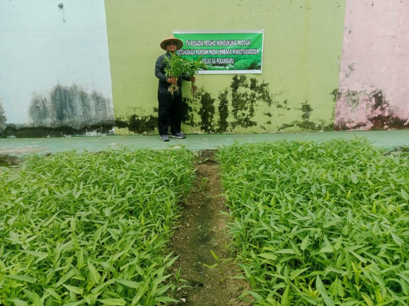 Panen Sayur Kangkung dan Pakcoy, Bukti Nyata Lapas Pekanbaru Terus Produktif dan Konsisten Dukung Program Ketahanan Pangan