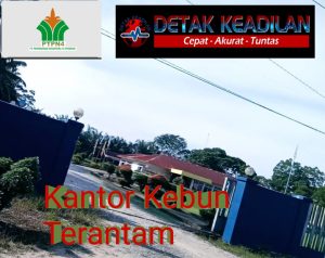 Tandan Buah Segar (TBS) Kebun Terantam Menjadi Ajang Bisnis Oknum, Pimpinan PTPN IV Palmco Regional III Diminta Turun Tangan.