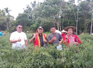 Bupati Dan Wabup Nisel Panen Cabe Bersama Poktan “BALUSE”