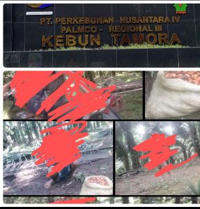 Kebun Tamora Diduga Memperkerjakan Anak di Bawah Umur.