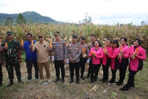 Bupati Taput dan Forkopinda Hadiri Panen Raya Jagung Serentak di Sipoholon