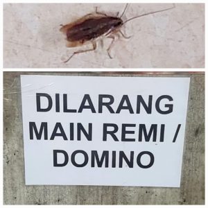 Sejumlah Penumpang KM Nggapulu Keluhkan Kebersihan Kapal, Kecoak dan Serangga Banyak Berkeliaran di Atas Tempat Tidur Dek